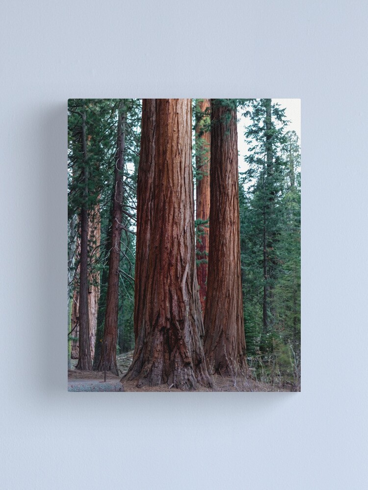 Thumbnail 1 of 3, Canvas Print, The Word For World Is Forest designed and sold by darren-j-mcleod.