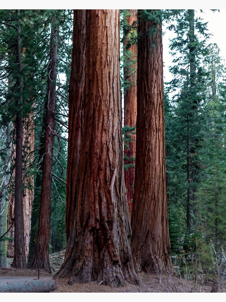 Thumbnail 3 of 3, Canvas Print, The Word For World Is Forest designed and sold by darren-j-mcleod.