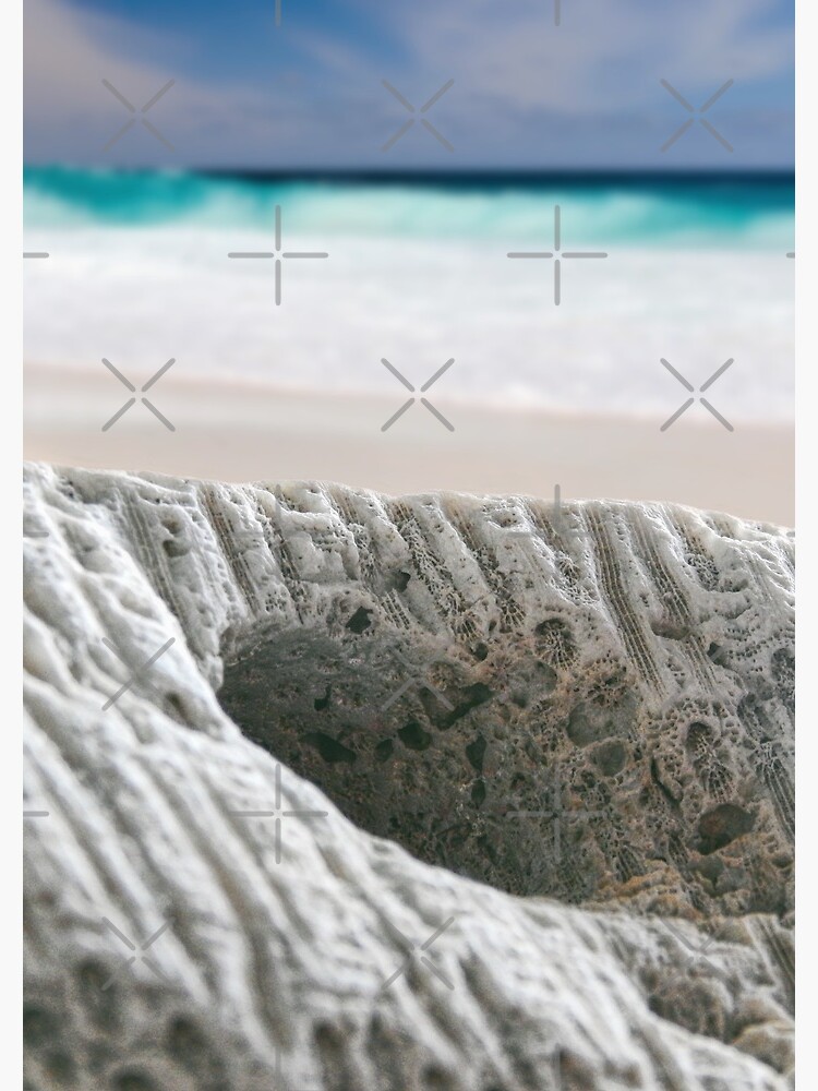 Coral By The Sea by perkinsdesigns