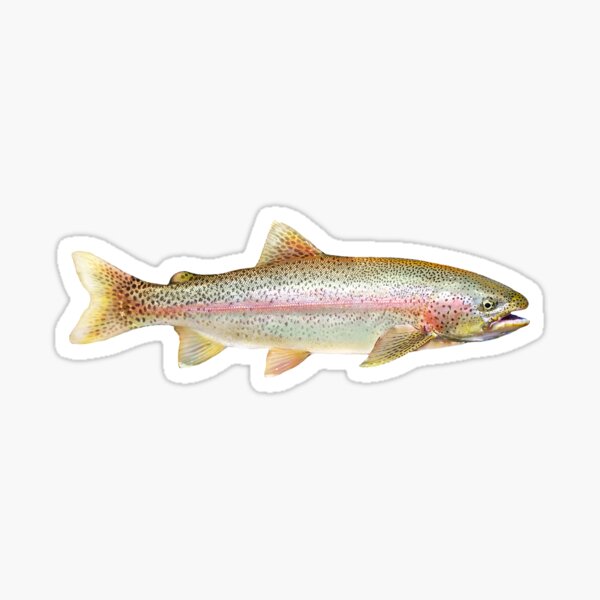 Details about   Rainbow Trout Fish Sticker 8" Fly fishing Steelhead decal Made in USA Car Bumper 