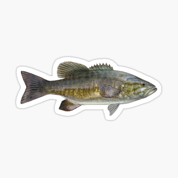 Largemouth Bass Texas Bumper Sticker for Fishing Lovers – Sentinel Supply