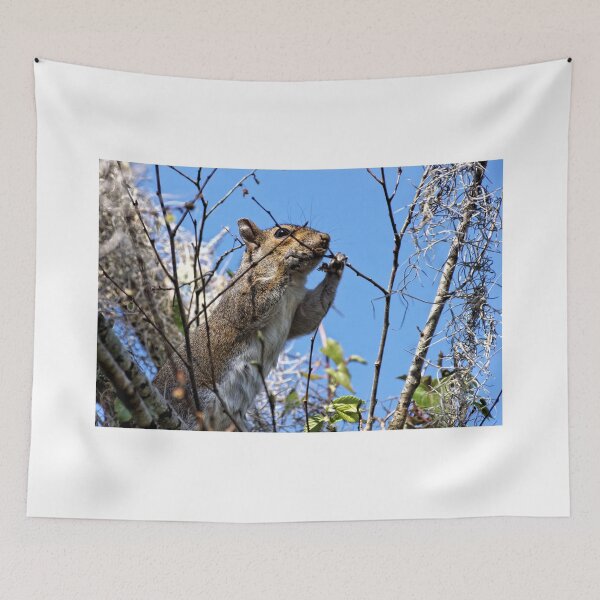 Item preview, Gray Squirrel In A Tree - Florida designed and sold by jtrommer.