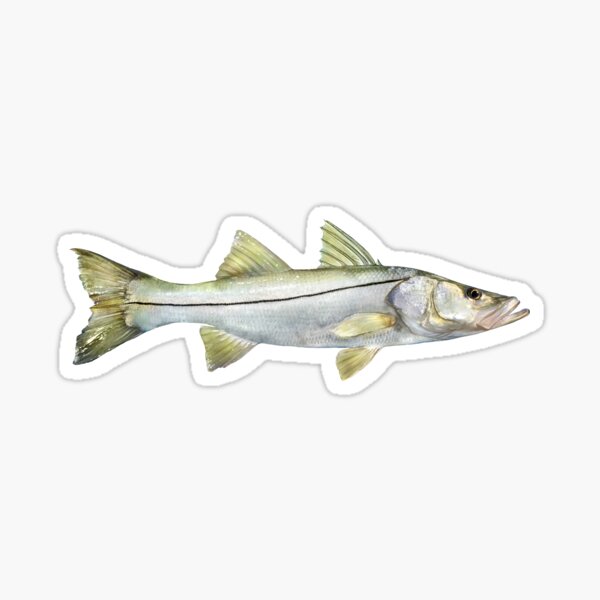 Snook Fishing Stickers for Sale, Free US Shipping
