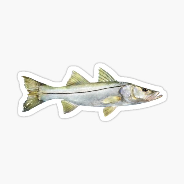 Pin on Snook Merch