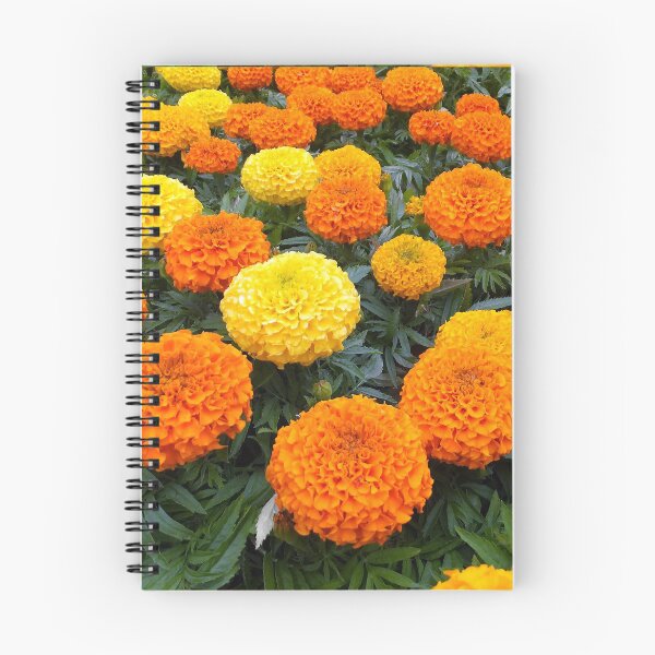 Item preview, Marigolds  designed and sold by pinkal.