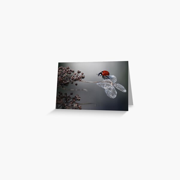 Ladybird on old hydrangea Greeting Card