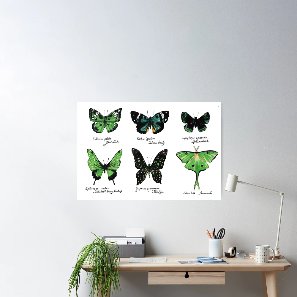 100% quality assurance fuzzy posters butterfly