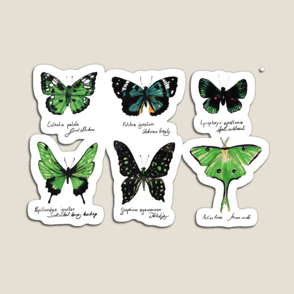 Grüne Schmetterling Magnet
