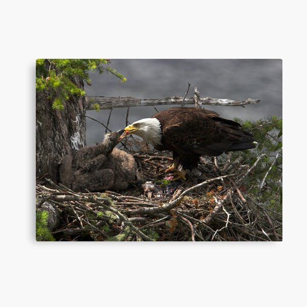 A Tasty Morsel Canvas Print