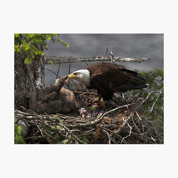 A Tasty Morsel Photographic Print