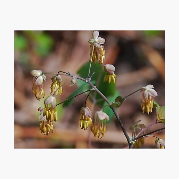 Item preview, Thalictrum Dioicum designed and sold by Victoria Jostes.
