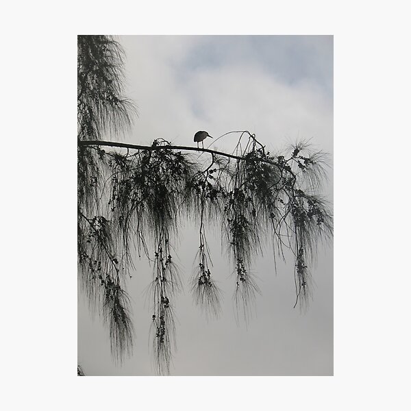 Out on a Limb Photographic Print