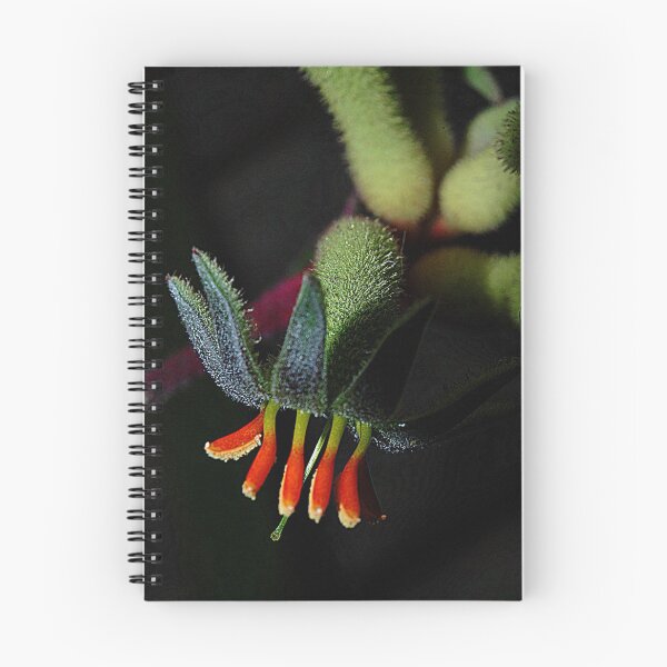 Item preview, Kangaroo Paw designed and sold by Bev Woodman.