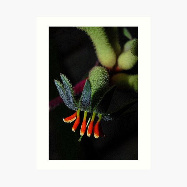 Kangaroo Paw Art Print