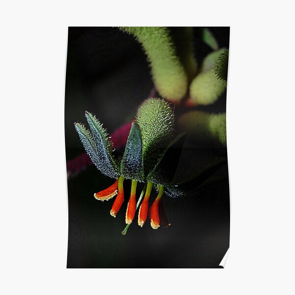 Kangaroo Paw Poster
