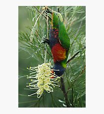 Rainbow Lorikeet Photographic Print