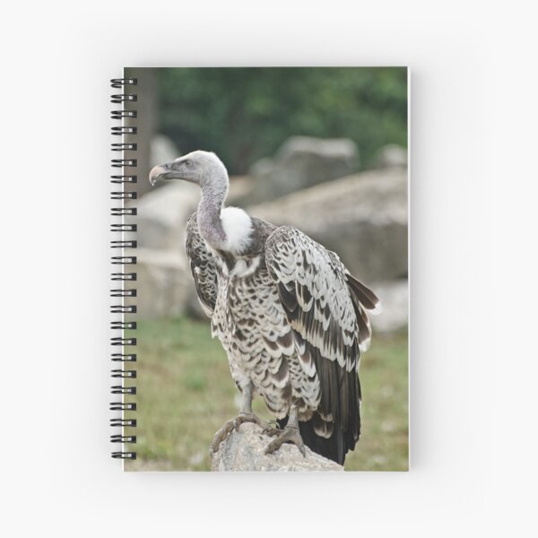 Ruppell's Griffin Vulture Spiral Notebook