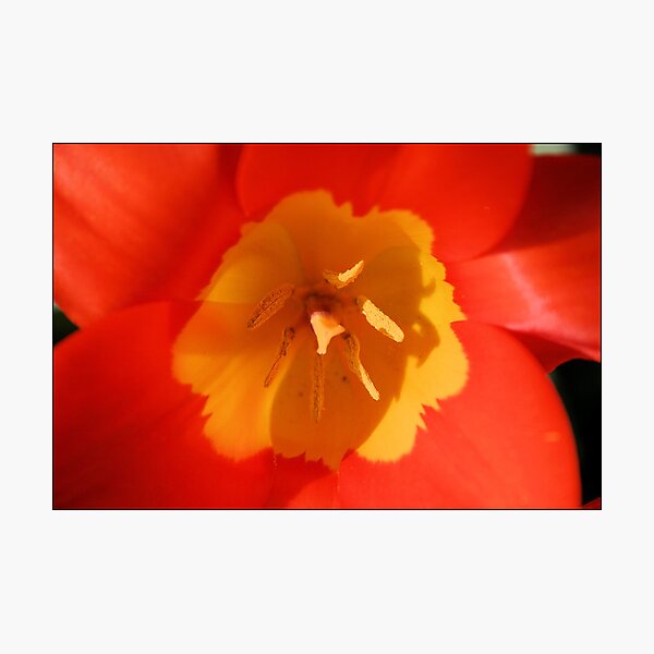Item preview, Yellow and Orange One designed and sold by Photoflirt.