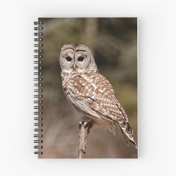 Item preview, Barred Owl - Brighton, Ontario designed and sold by Tracey  Dryka.