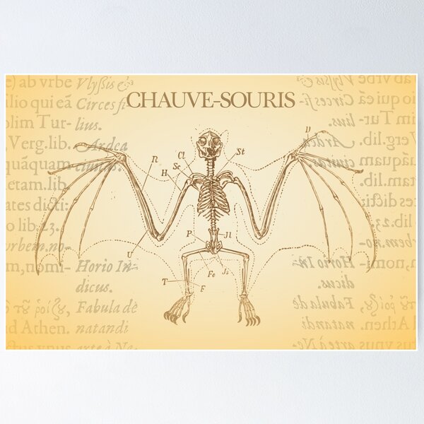 Aperçu de l'œuvre Chauve Souris créée et vendue par Williambeuk.