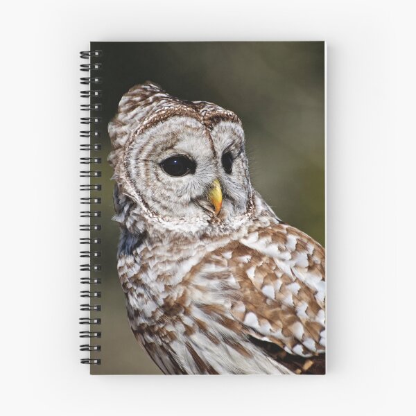 Item preview, Barred Owl - Brighton, Ontario designed and sold by Tracey  Dryka.