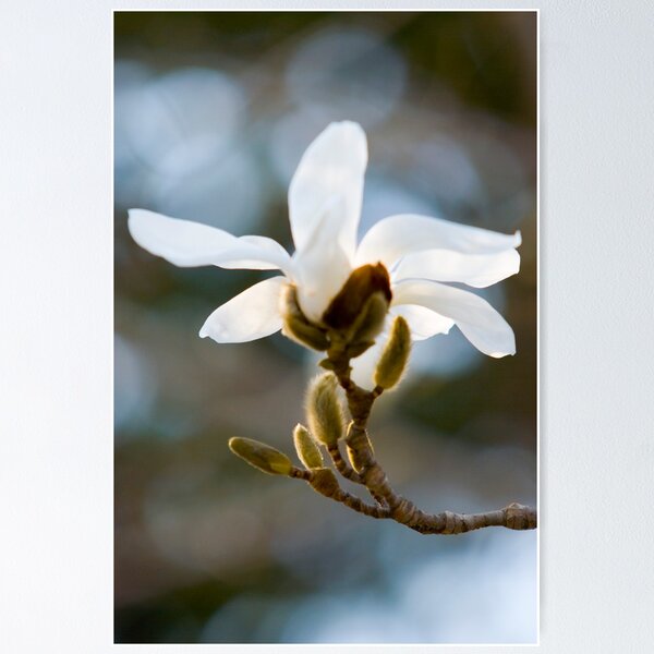 Item preview, Magnolia designed and sold by Janos Sison.