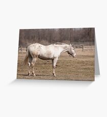 Arizona - NEP Ottawa, ON Greeting Card