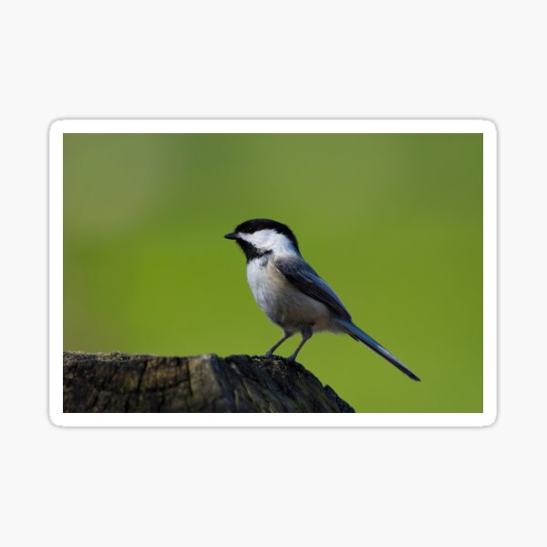 Chickadee Sticker