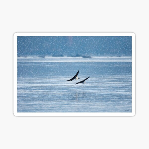 Bald Eagles Sticker