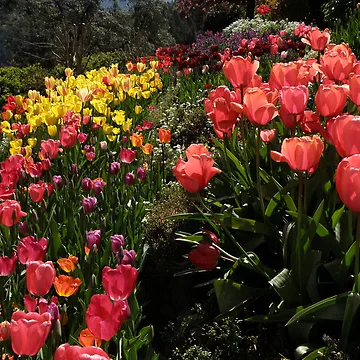 Artwork thumbnail, Spring Intoxication by Patty Lewis