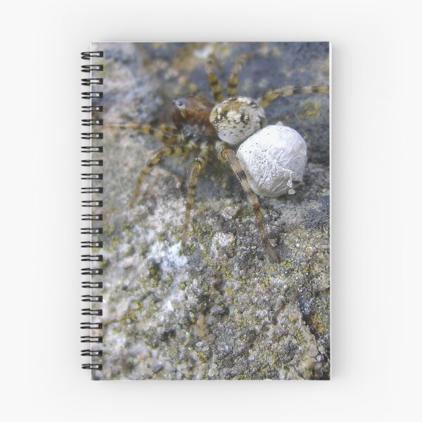 Item preview, spider with egg sac (Aberdour beach) designed and sold by armadillozenith.