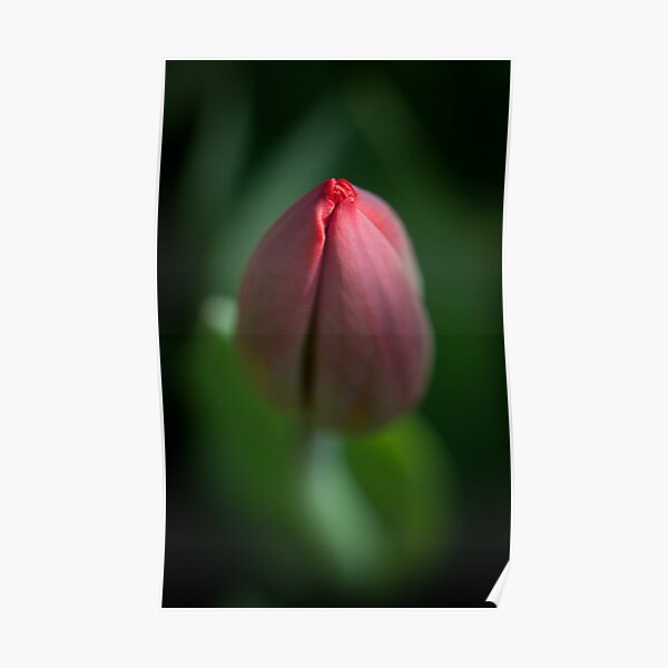 Budding Tulip Poster