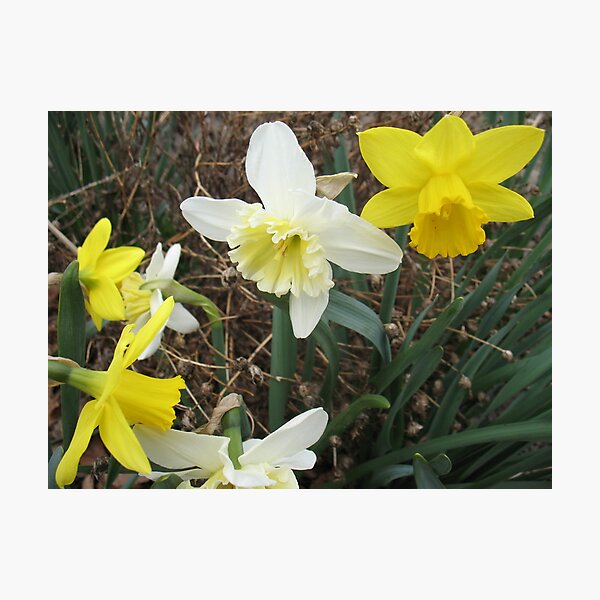 Item preview, Debating Daffodils designed and sold by MarianBendeth.