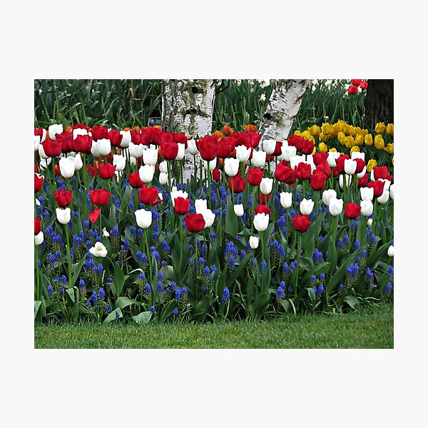 Item preview, Red, White and Blue designed and sold by Kathy Yates.
