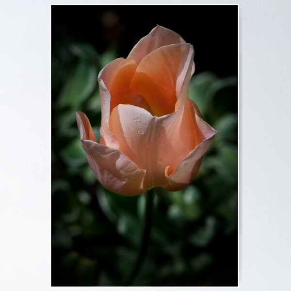 Item preview, Symmetry in Nature designed and sold by toby snelgrove  IPA.