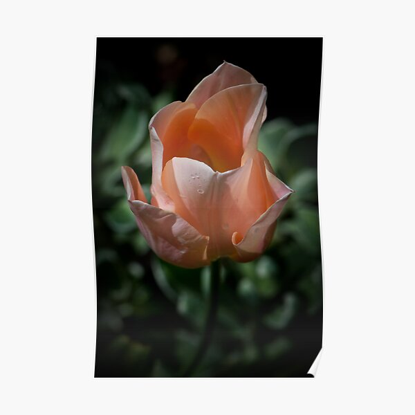 Symmetry in Nature Poster