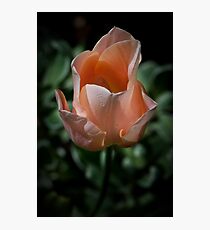 Symmetry in Nature Photographic Print