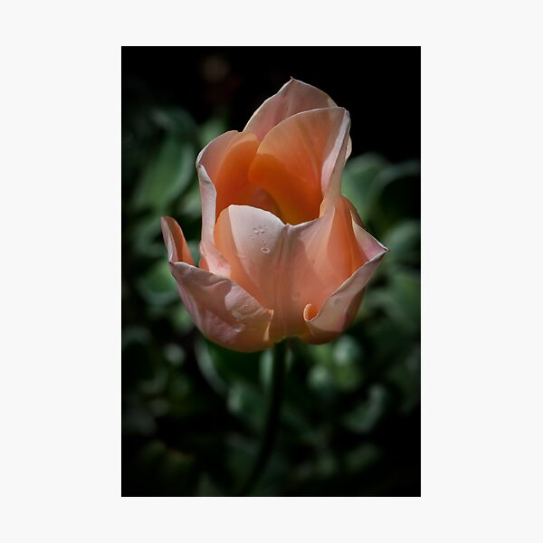 Item preview, Symmetry in Nature designed and sold by toby snelgrove  IPA.