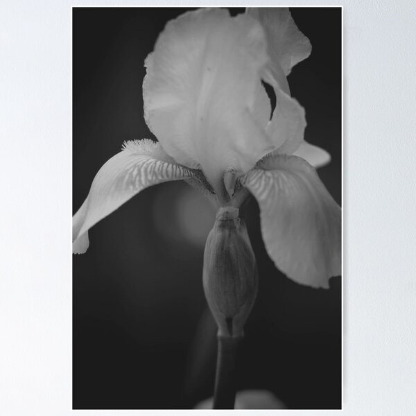 Item preview, Iris designed and sold by PhotARTgraphy.