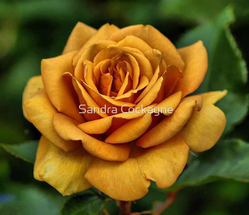 "Golden Rose For Mother's Day" by Sandra Cockayne Redbubble