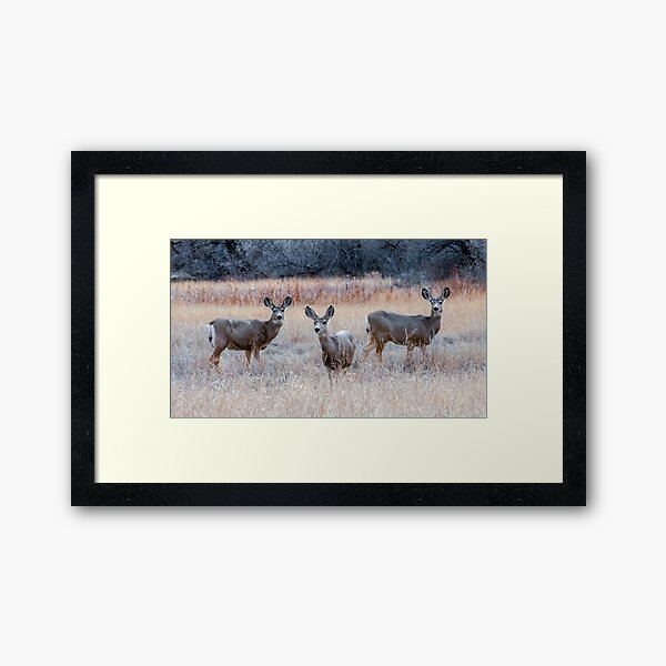 The Trio Framed Art Print