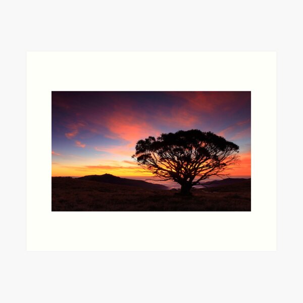 Item preview, Snow Gum  designed and sold by Donovan Wilson.