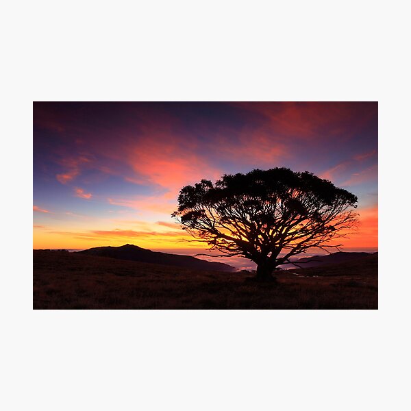 Item preview, Snow Gum  designed and sold by Donovan Wilson.