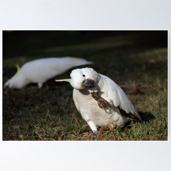 Item preview, Sulphur Crested Cockatoo designed and sold by Ray Fowler.