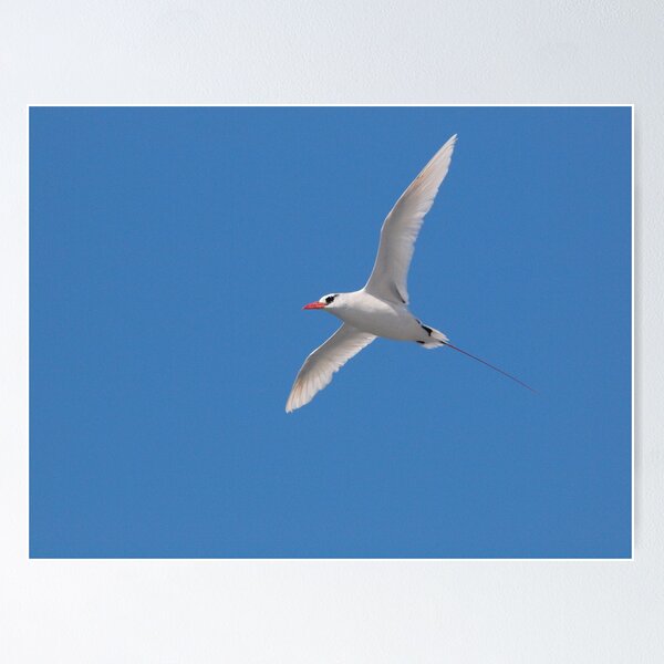 Aperçu de l'œuvre Red-Tailed Tropicbird créée et vendue par Jimson Carr.