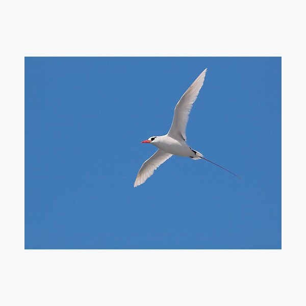Item preview, Red-Tailed Tropicbird designed and sold by Jimson Carr.