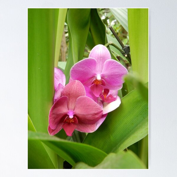 Item preview, Tropical Paradise Orchid designed and sold by Jeanie93.