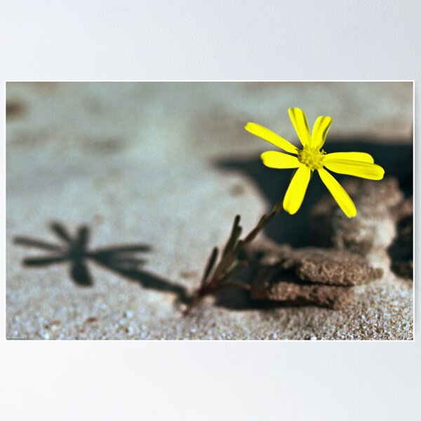 Item preview, Yellow flower Rainbow valley 19820817 0047 designed and sold by Fred Mitchell.