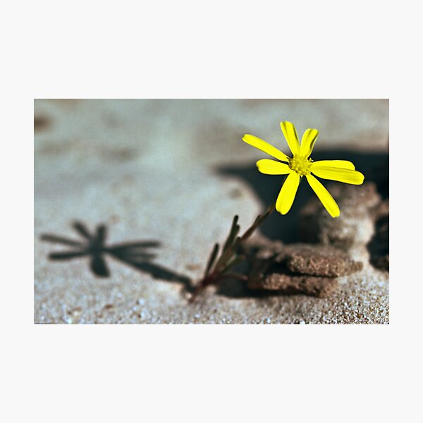 Item preview, Yellow flower Rainbow valley 19820817 0047 designed and sold by Fred Mitchell.