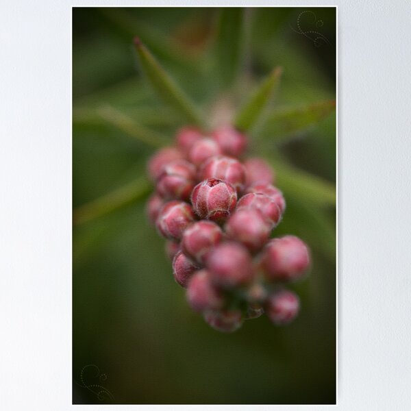 Item preview, Bottlebrush Buds designed and sold by BekB.